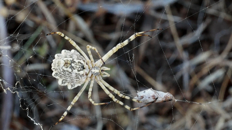 Agelena sp.; Argiope lobata - Gargano (FG)